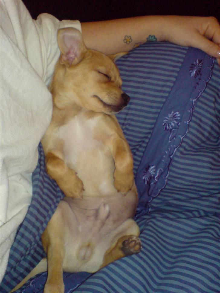 Blanding af racer Peanut   RIP. - ... og sove billede 4