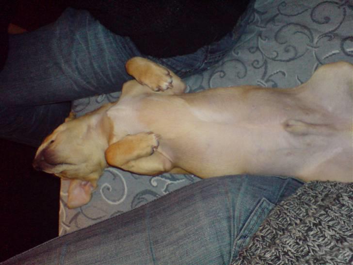 Blanding af racer Peanut   RIP. - ... og sove billede 5