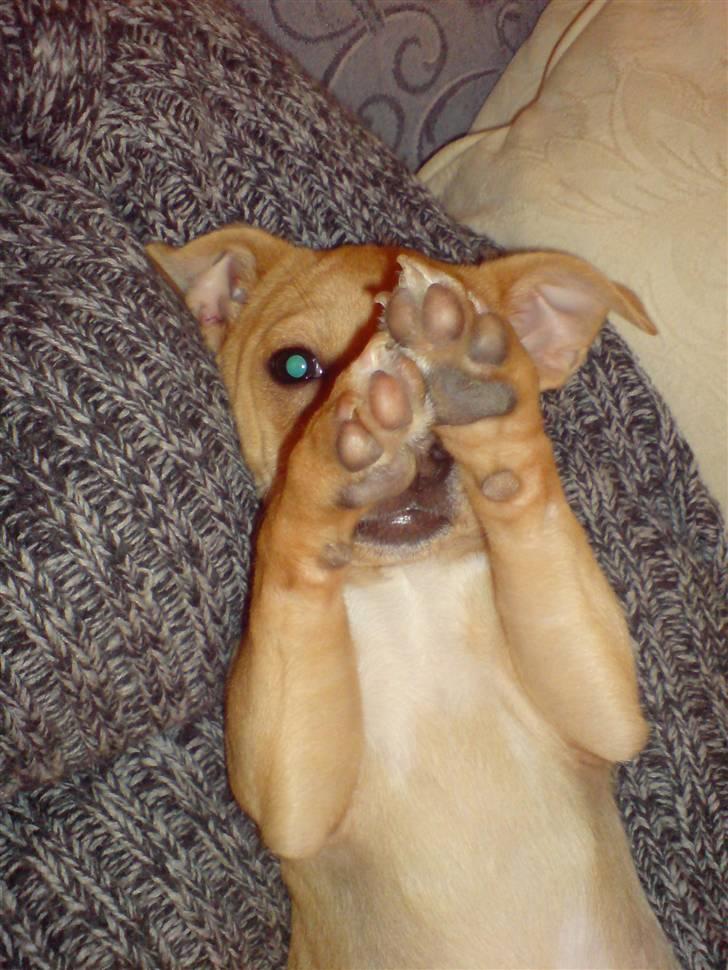 Blanding af racer Peanut   RIP. billede 6