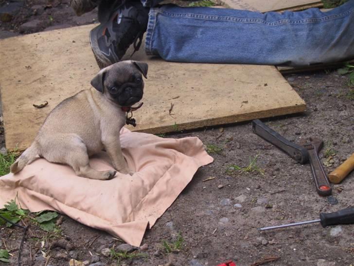 Mops bertha - pause billede 1