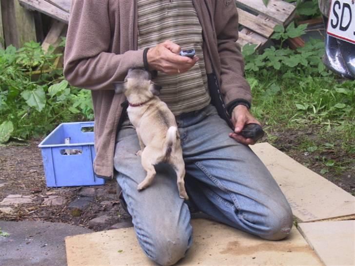 Mops bertha - så kom da igang mand hvor svært kan det være at skifte en udstødning billede 2