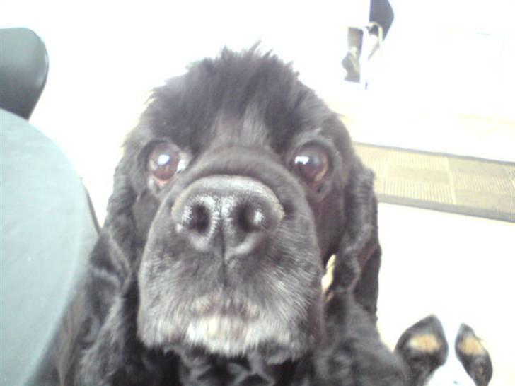 Amerikansk cocker spaniel Truly Yours Barbie billede 13