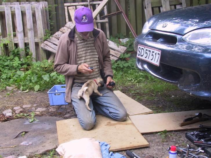 Mops bertha - hvad lad mig se det er den rigtige størrelse hvem af os er mekaniker idag hvad billede 3