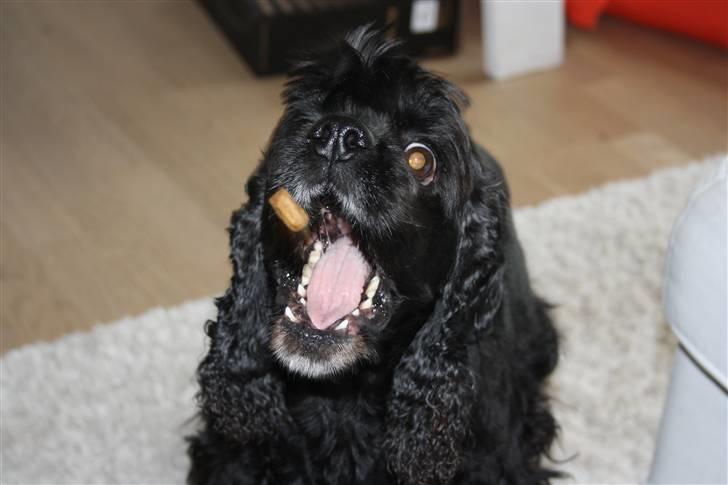 Amerikansk cocker spaniel Truly Yours Barbie billede 14