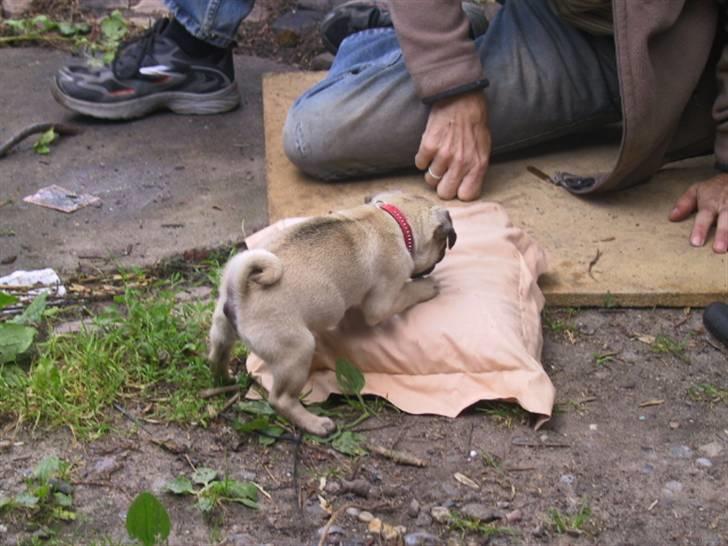 Mops bertha - min pude du må ikke låne den billede 4
