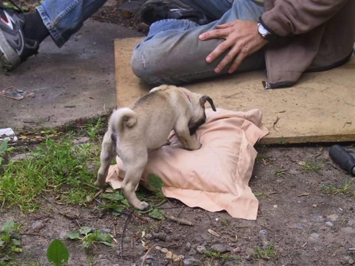 Mops bertha - min min  billede 5