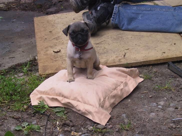 Mops bertha - ja det var jo egentlig til at hvile knæerne på men jeg snuppede den før far ha billede 6