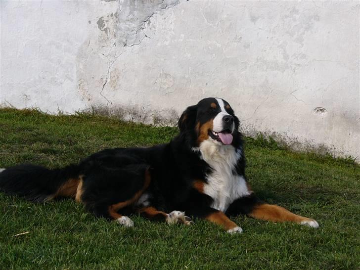 Berner sennenhund Balter (Har fået et nyt hjem) - Balter d.29 september 2009 billede 14