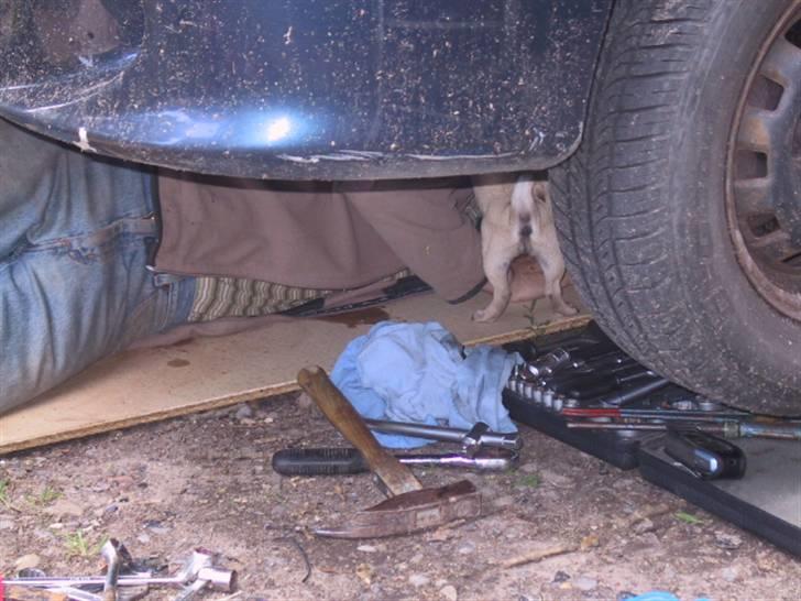 Mops bertha - hvis du holder i den dims der så hiver jeg billede 7