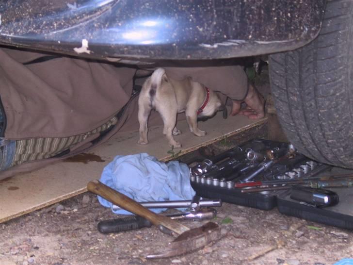 Mops bertha - hvad siger du det er da den bolt der der skal skiftes  billede 8