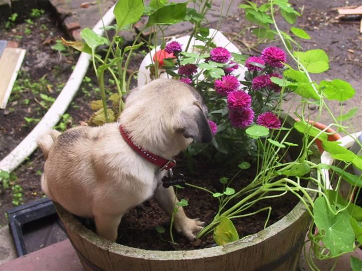 Mops bertha - blomster jeg troede det var min seng billede 9