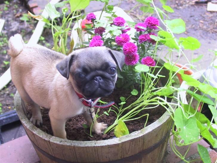 Mops bertha - nææ har du lige ortnet blomsterne nu skal jeg straks hjælpe  billede 10