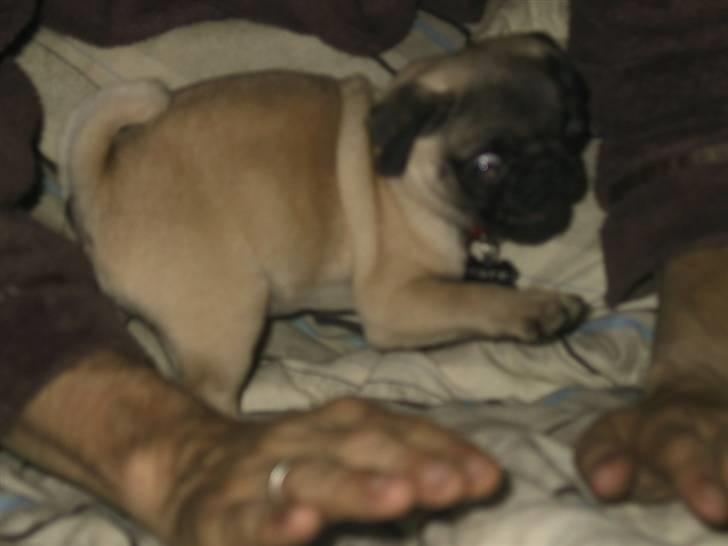 Mops bertha - hvad sover du far nu skal jeg hjælpe billede 11