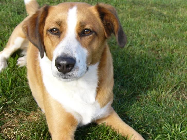 Blanding af racer Mille - Taget d.29 september 2009 billede 13