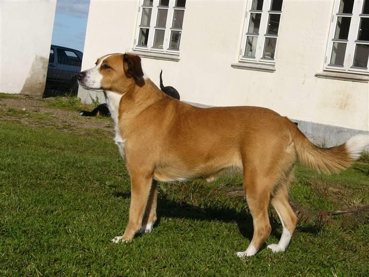 Blanding af racer Mille - Taget d.29 september 2009 billede 14