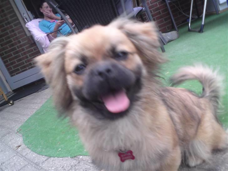 Blanding af racer Jackline R.I.P D.19/7-13 - en ung JL som er ved at smide hvalpepels og få ny
 billede 32