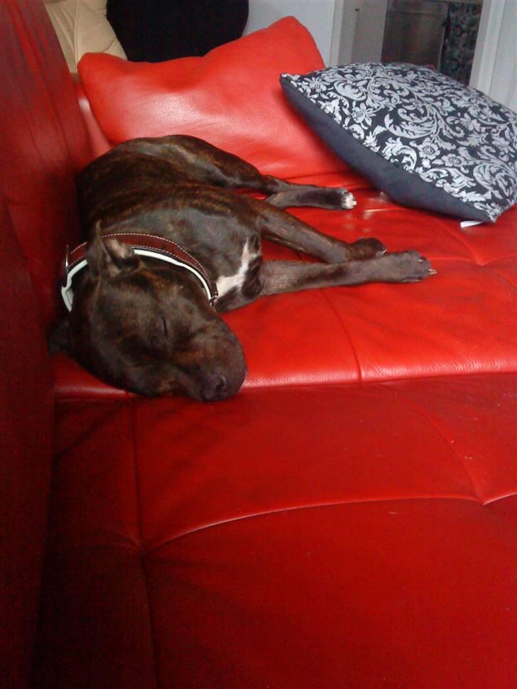 Staffordshire bull terrier Lilo - Ja man er vel sofahund billede 1
