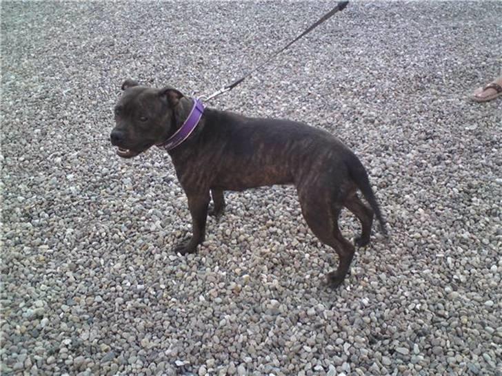 Staffordshire bull terrier Lilo - Billed fra tidligere ejer billede 2