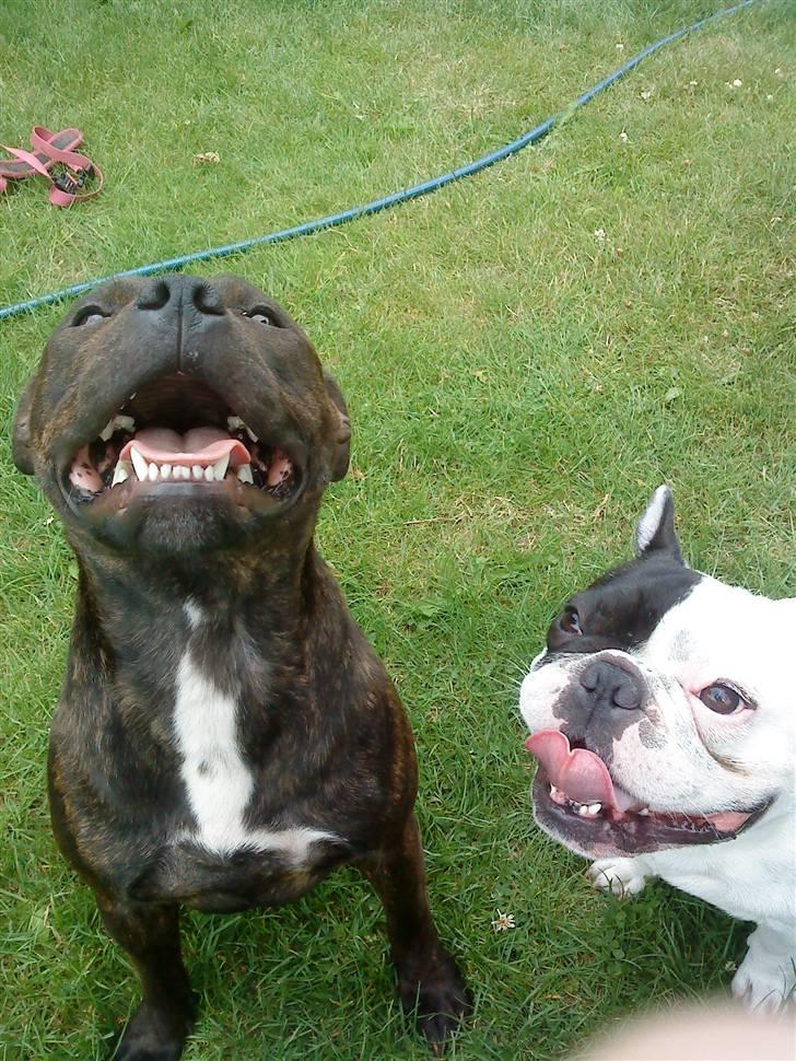 Staffordshire bull terrier Lilo - Se mine fine bisser billede 3