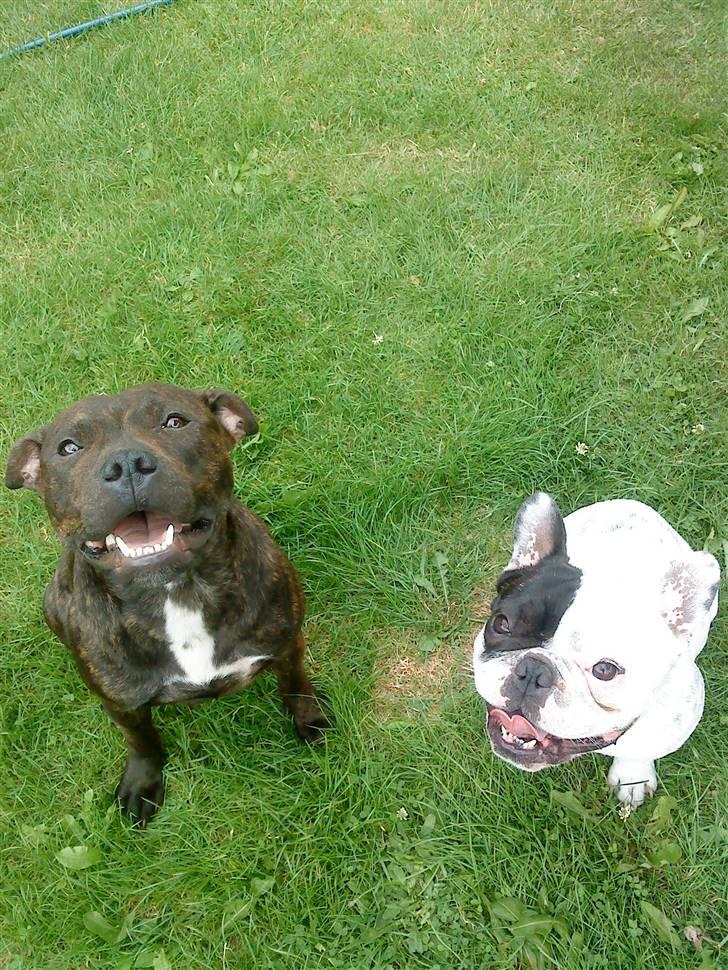 Staffordshire bull terrier Lilo - Lilo og vores franske bulldog Quark  billede 4