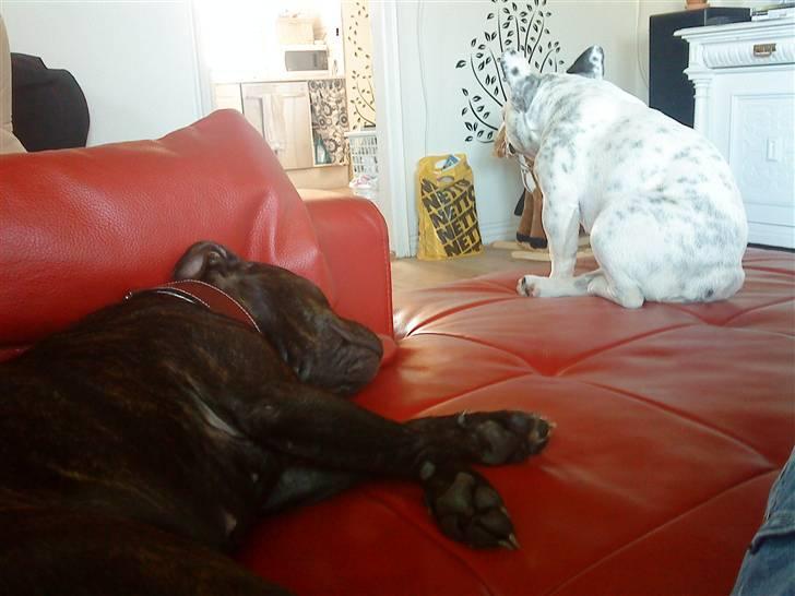 Staffordshire bull terrier Lilo - Ja så sover vi i sofaen igen billede 5