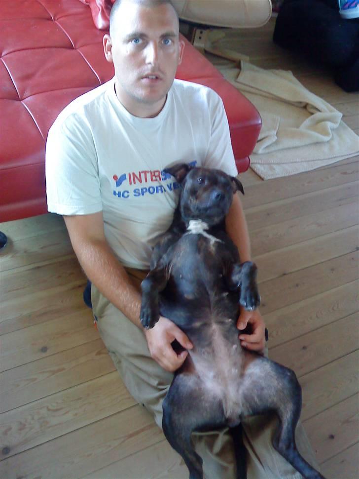 Staffordshire bull terrier Lilo - Min favorit stilling billede 6