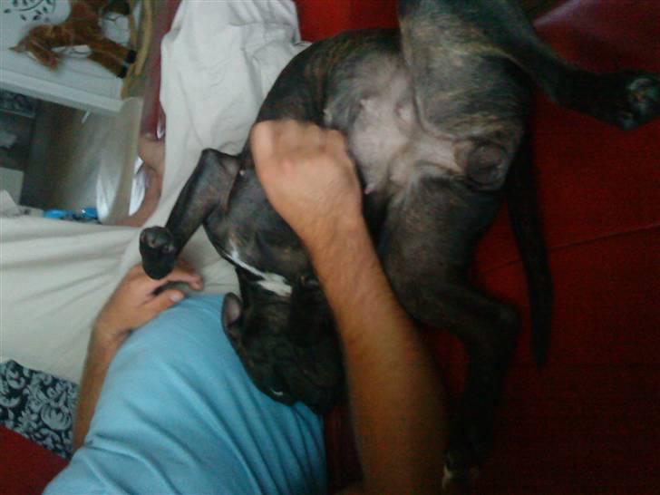 Staffordshire bull terrier Lilo - Ja så ligger jeg her igen billede 7