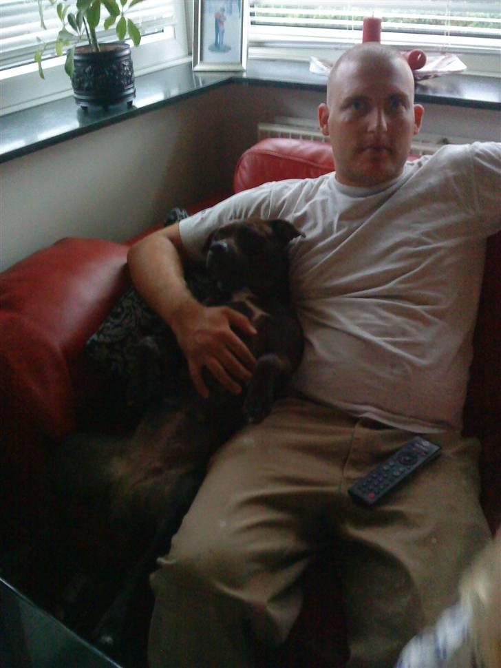 Staffordshire bull terrier Lilo - Mig og far billede 8