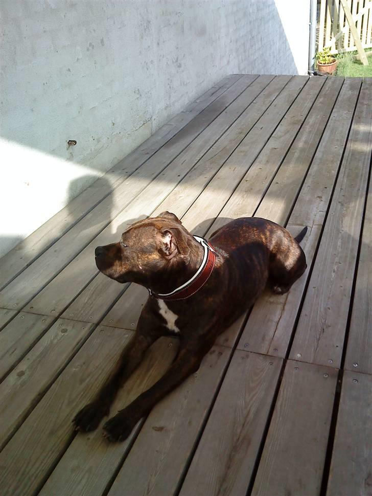 Staffordshire bull terrier Lilo - Ligger lige og nyder solen billede 9