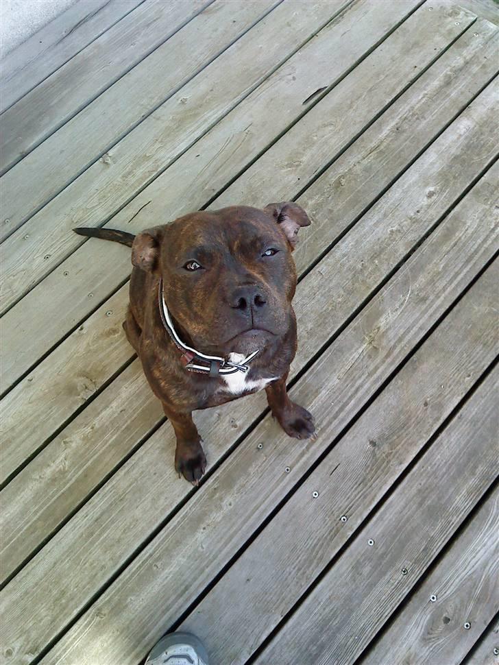 Staffordshire bull terrier Lilo - Lilo  billede 10