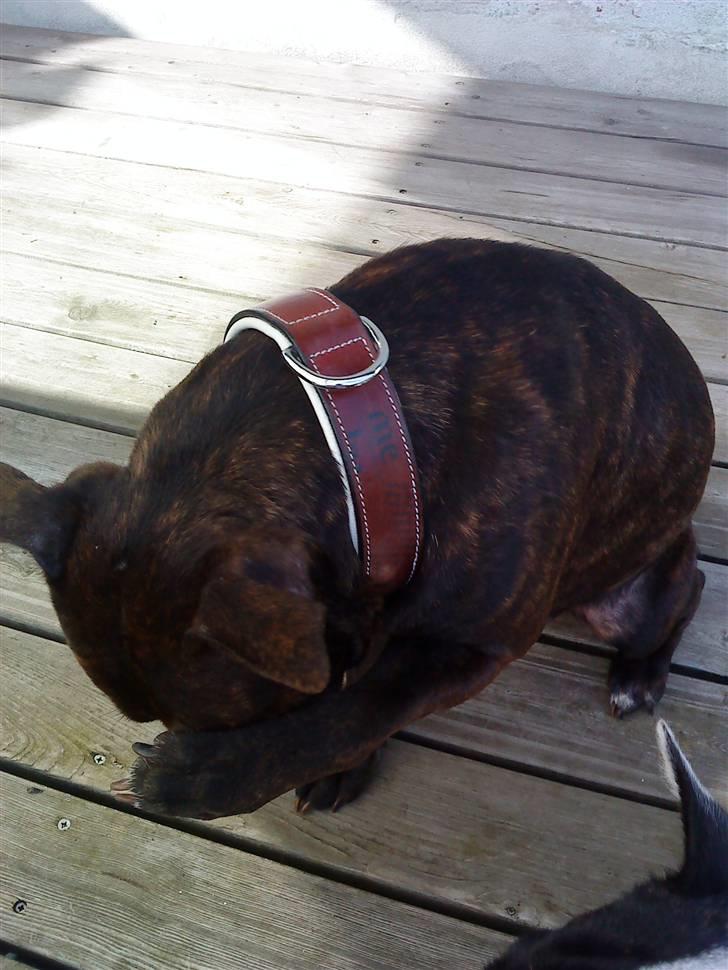 Staffordshire bull terrier Lilo - Undskyld det var ikke med vilje billede 11