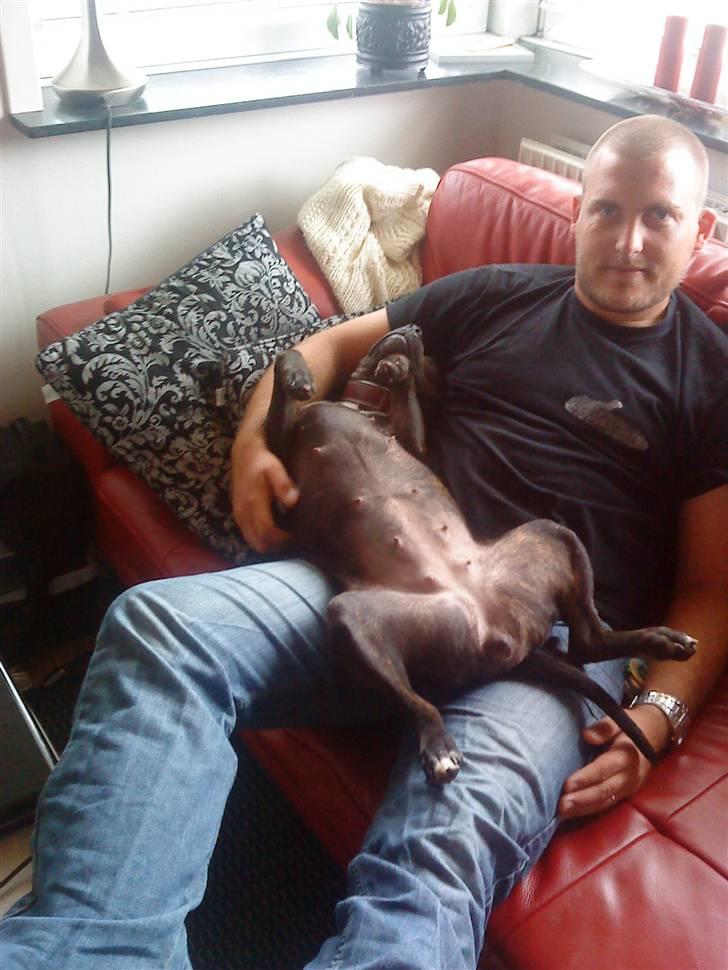 Staffordshire bull terrier Lilo - Mig og far, Nøj hvor jeg ligger godt    billede 12