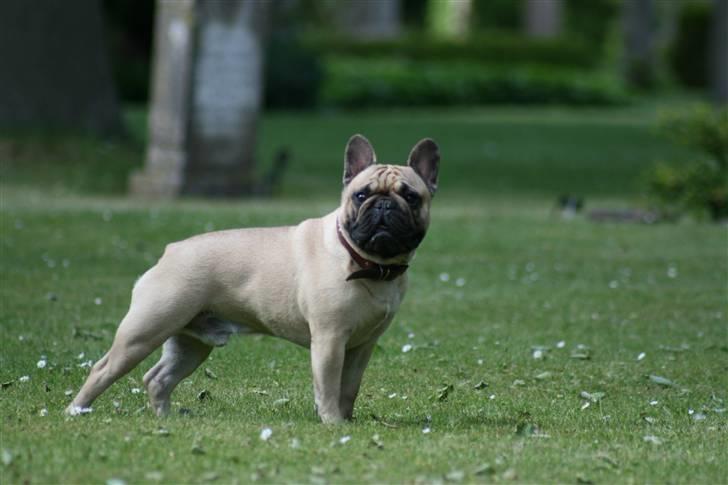 Fransk bulldog Oscar i daglig tale - *NYT* Sommeren 09 billede 15