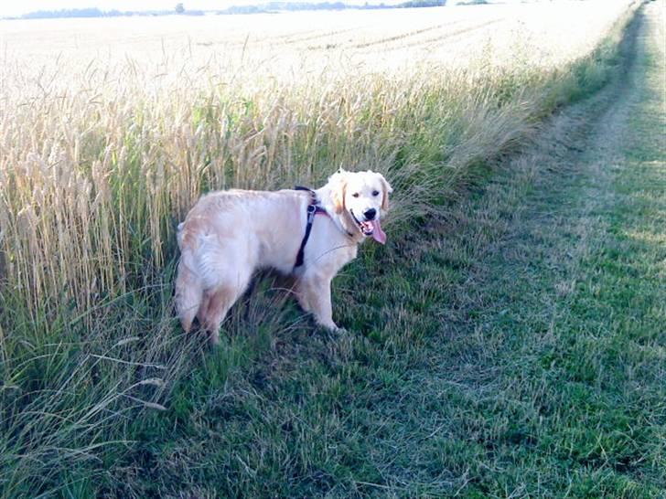 Golden retriever Baliye - Wee.. han elsker at gå tur<33 billede 1