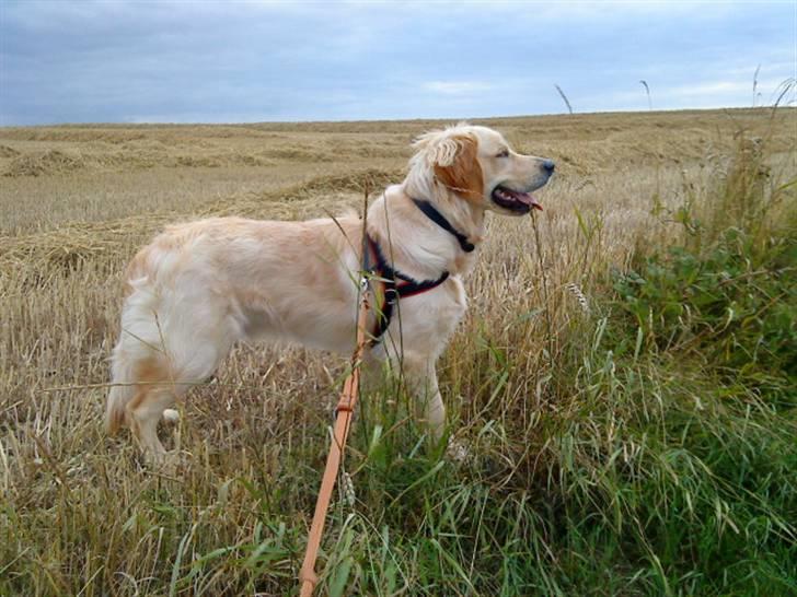 Golden retriever Baliye - MMmm,, dejligt med frisk luft i hovedt..  ;) billede 2