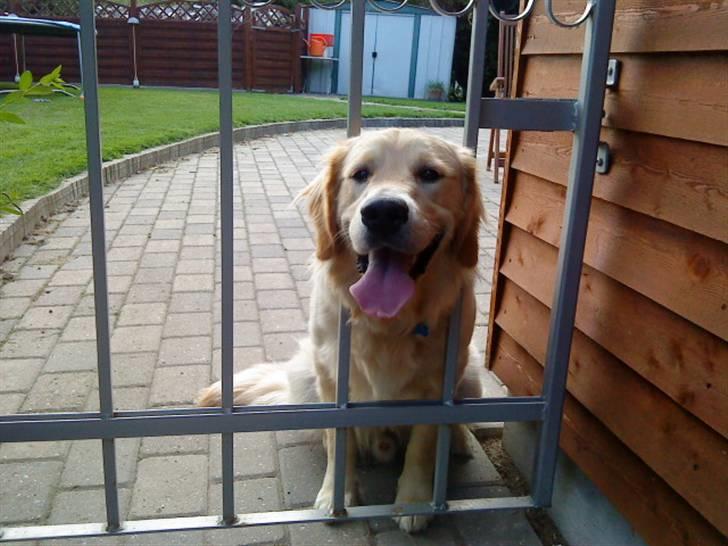 Golden retriever Baliye - Hjælp jeg er kommet i fængsel!!!! (; billede 3