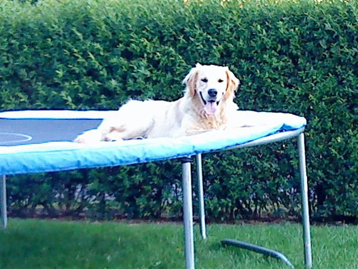 Golden retriever Baliye - at ligge på kamillas trampolin og slappe af er bare skønt! billede 4