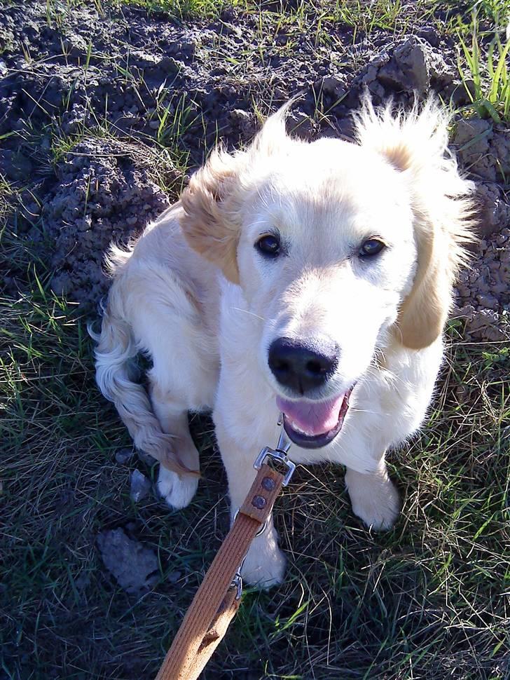 Golden retriever Baliye - <33 billede 5