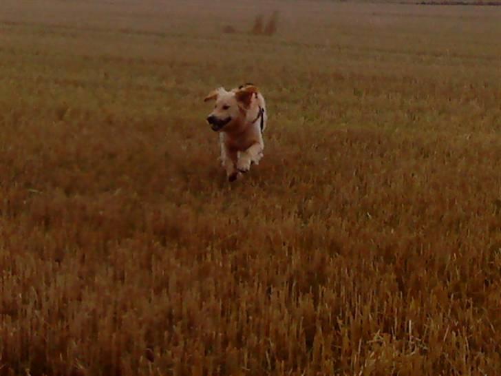 Golden retriever Baliye - Baliye elsker at bare løbe hen over stupmarkerne!! c: billede 6