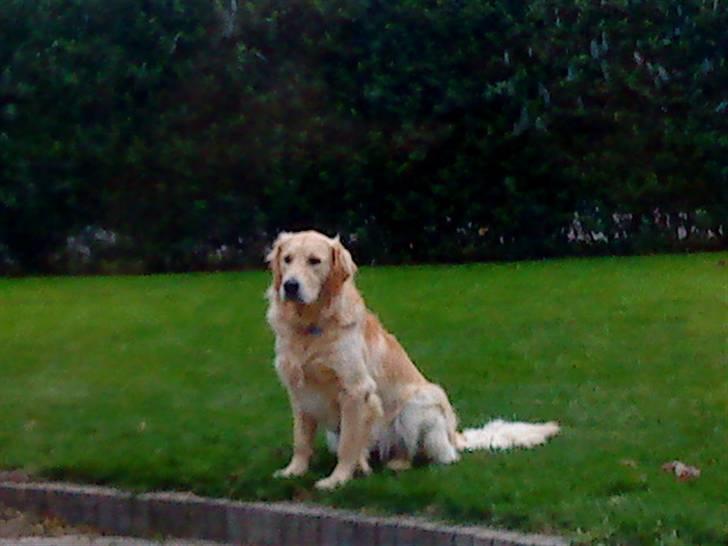 Golden retriever Baliye billede 7