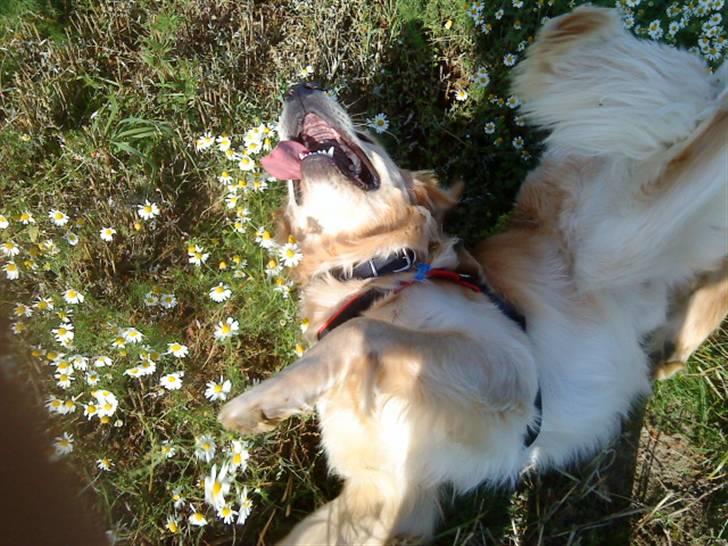 Golden retriever Baliye - Fjollede Baliye<33 billede 8