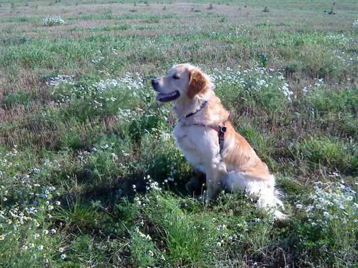 Golden retriever Baliye billede 9