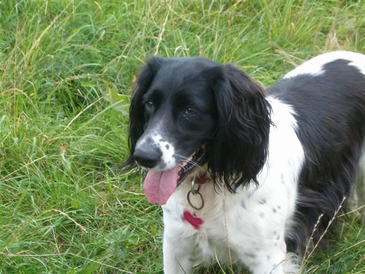 Engelsk springer spaniel emma billede 6