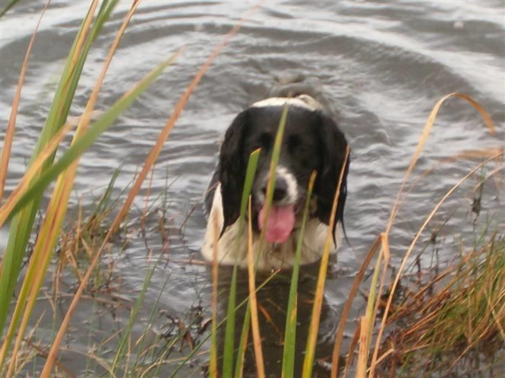 Engelsk springer spaniel emma billede 8