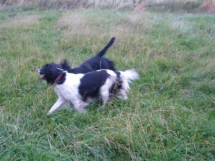 Engelsk springer spaniel emma billede 9