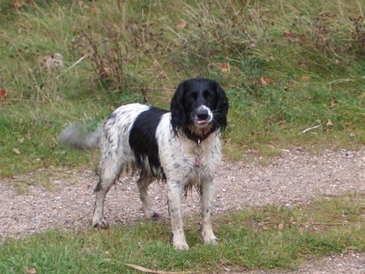 Engelsk springer spaniel emma billede 10