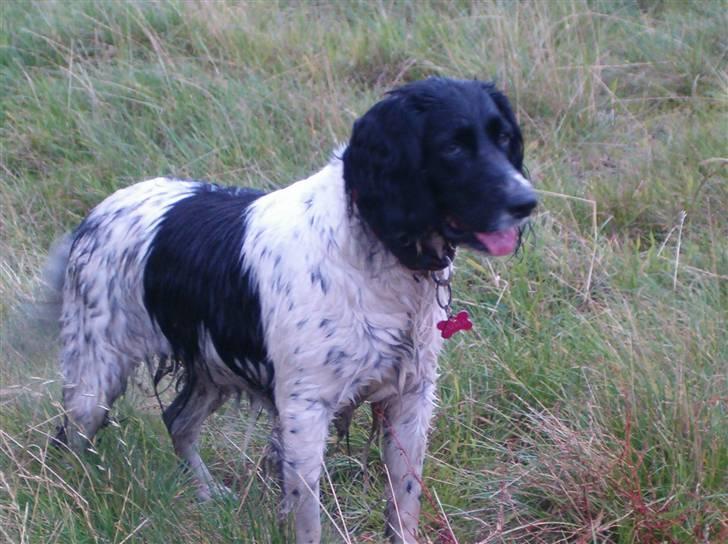 Engelsk springer spaniel emma billede 11