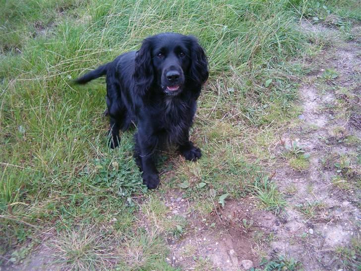 Blanding af racer basse billede 6