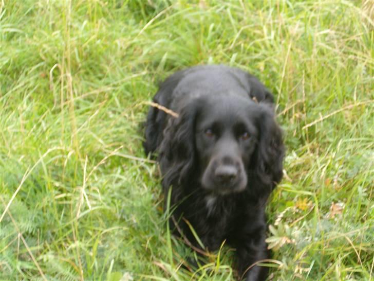 Blanding af racer basse billede 7