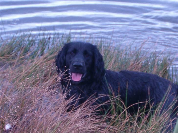 Blanding af racer basse billede 9